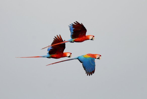 Scarlet macaw in Ecuador. Photo: RogerAhlman.