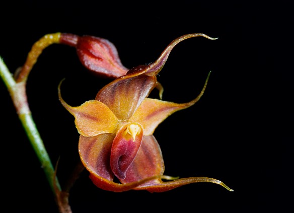 Teagueia puroana, from our Cerro Candelaria Reserve. Photo: Lou Jost/EcoMinga.