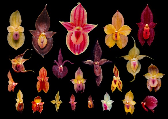 Some of the thirty new species of Teagueia orchids my students and I discovered on the mountaintops here. You can see a high-resolution printed version of this picture on p 2545 of the Dec 2012 issue of the journal Ecology. Click to enlarge. 