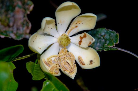 New Magnolia sp. #2. The stamens fell off onto the petals as the flower opened. A  pollinating beetle is visible near the tip of the lower-right petal. Photo: Lou Jost/EcoMinga.