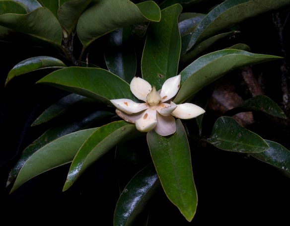 New Magnolia species #1. Photo: Lou Jost/EcoMinga.