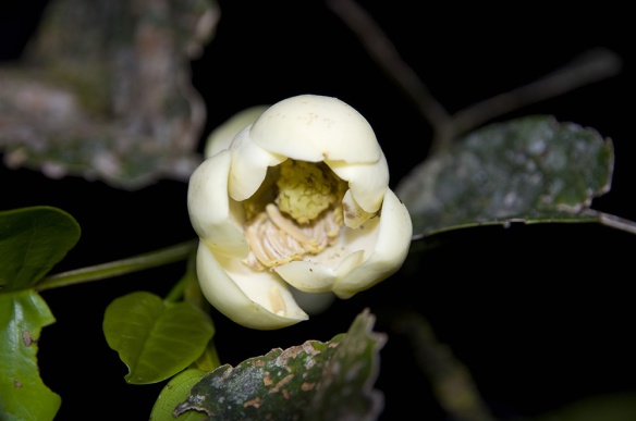 Opening flower of Magnolia species #2. Photo: Lou Jost/EcoMinga.