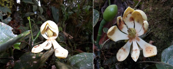 Left: The first flower ever seen of Magnolia species #2 was falling apart and held together by insect or spider webs. Right: The flower opened partially after loosening the webs. Photo: Luis Recalde/EcoMinga.