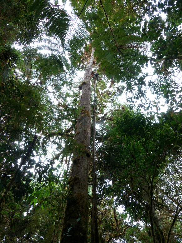 To get the flower buds of these magnolias, Luis Recalde and Fausto Recalde climbed into the canopy. Here Luis climbs the hemiepiphyte root hanging from the right-hand side of the magnolia trunk; click to enlarge since he is so high he is almost invisible. Photo: Lou Jost/EcoMinga.