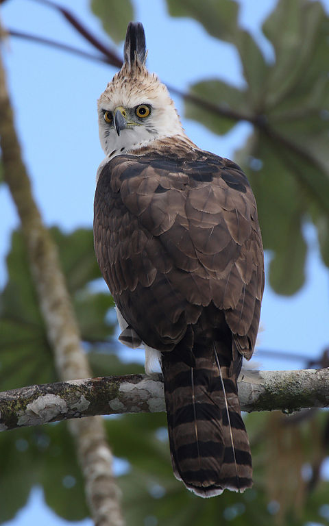 Ornate Hawk-Eagle juvenile. Wikipedia Commons.