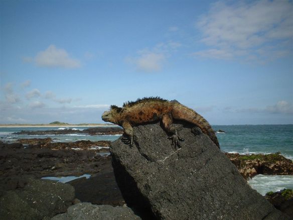 Galapagos scene. Photo: Wikipedia Commons