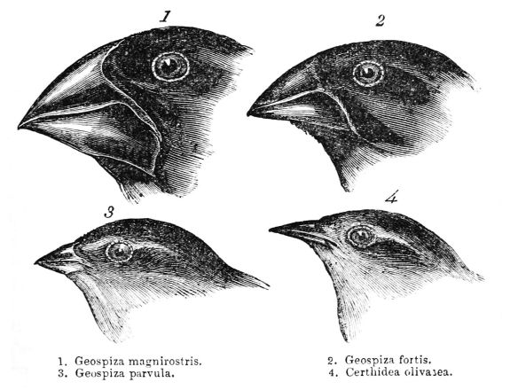 Gould's plate of Darwin's Finches. Creative Commons