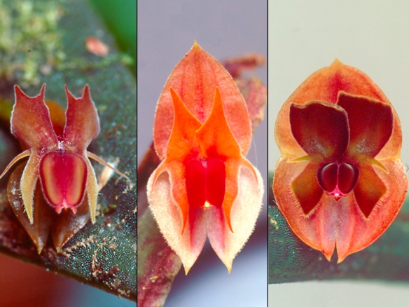 Evolutionary radiation of Lepanthes orchids in the upper Rio Pastaza watershed. Left: a widespread species, L. mucronata. Middle and right: two new species I discovered here, closely related to L. mucronata. These are L. abitaguae (middle) and L. pseudomucronata (right). Photo: Lou Jost/EcoMinga.