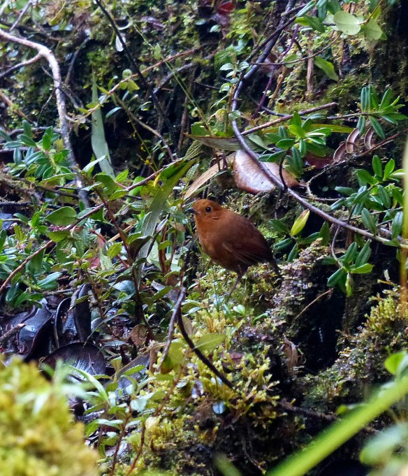 Can't have a Darwin Day post without including a picture taken by our own Darwin Recalde. Darwin is Jesus' son and a great young naturalist. Here he has managed to photograph an elusive Rufous Antpitta standing on a bunch of Teagueia. Photo: Darwin Recalde/EcoMinga.
