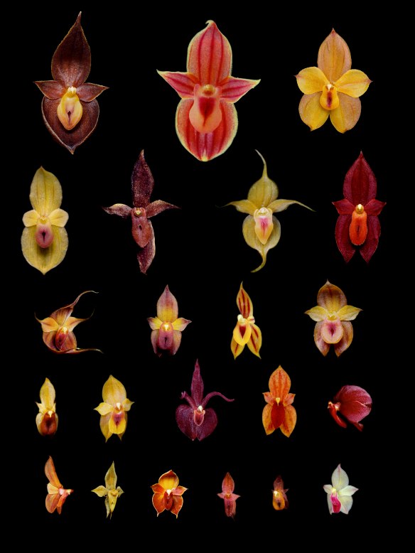 Some of the new creeping Teagueia species discovered by my students and I in the upper Rio Pastaza watershed. All flowers are photographed at the same magnification so relative sizes are accurately shown. Click to enlarge! Photos: Lou Jost/EcoMinga.