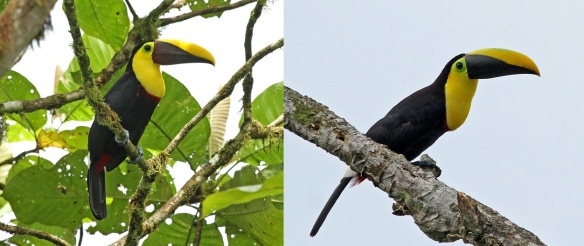 Co-existing  Choco lowland toucans: Left, Chestnut-mandibled Toucan, a yelper; right, Choco Toucan, a croaker. Photos from Roger Ahlman.