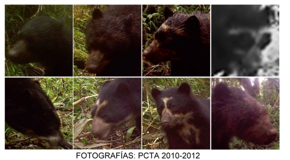 Eight different individual Spectacled Bears who all use our Cerro Candelaria Reserve. Credit:  PCTA, Gorki Rios, compiled by Juan Pablo Reyes.
