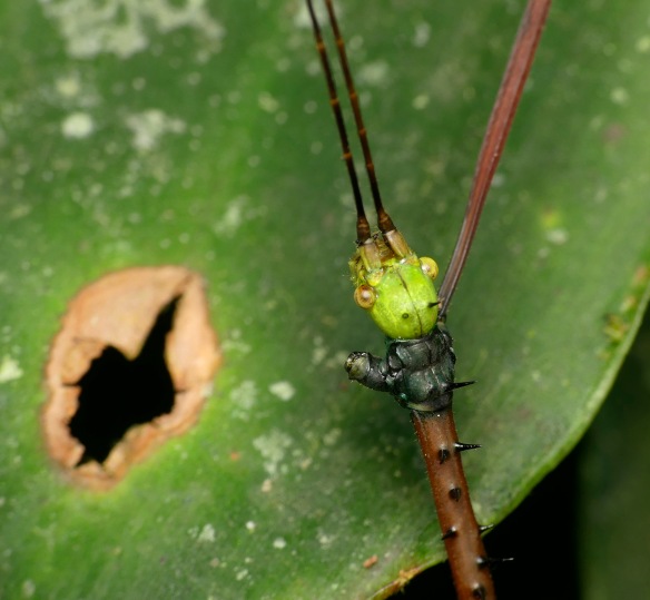 This walking stick looked on while the katydid ate the other one.