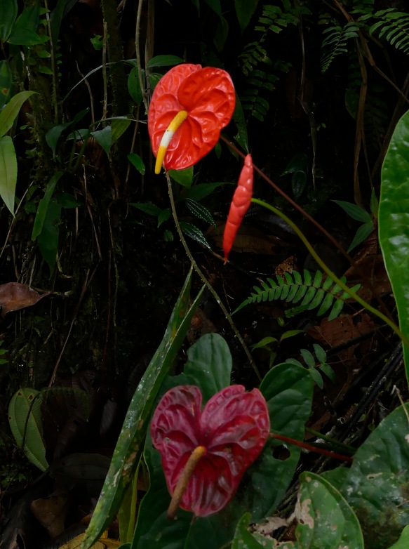 Northwest Ecuador is the home of Anthurium andreanum, the main wild ancestor of all the anthurium hybrids sold today around the world for cut flowers.