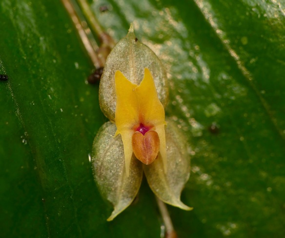 Lepanthes jackinpyxa in the Rio Machay Reserve. Photo: Lou Jost/EcoMinga.