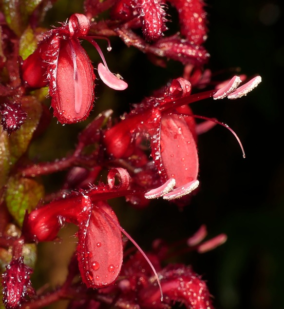 Flowers of a Salvia species in the Rio Machay Reserve. Photo: Lou Jost/EcoMinga.