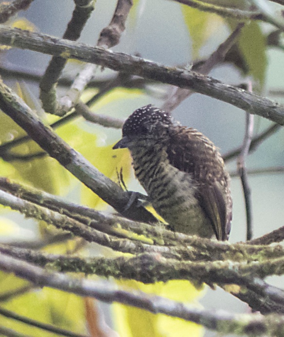 A miniature woodpecker, Lafresnaye's Piculet, just 9 cm long, smaller than some cigarettes! Photo: Lou Jost/EcoMinga.