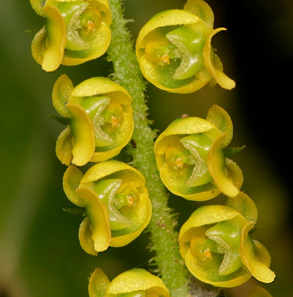 Sphyrostylis dalstromii orchid flowers. Photo: Lou Jost/EcoMinga.