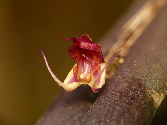 Lepanthes aprina, endemic to the second line of mountains facing Amazonia in our area, first discovered in what is now our Rio Machay Reserve. The name "aprina" means "tusks". Photo: Lou Jost/EcoMinga.