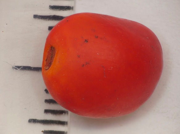 I thought this red seed I found on the forest floor might be a Magnolia seed, but expert Antonio Vasquez says it isn't, because Magnolia seeds tend to be more angular, less rounded. Photo: Lou Jost/EcoMinga.