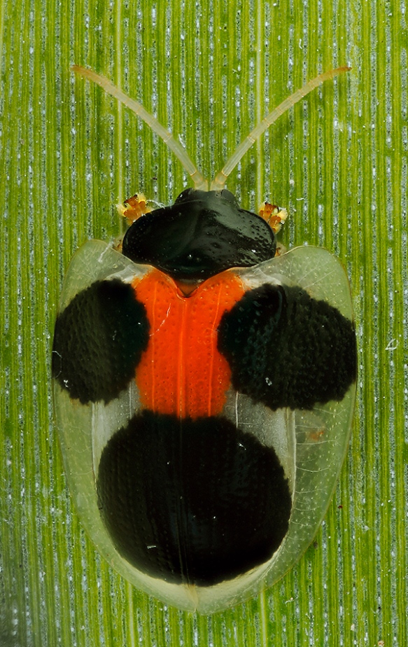 The beetle's back pattern. Note the transparent sections of its shell. Photo: Lou Jost/EcoMinga.