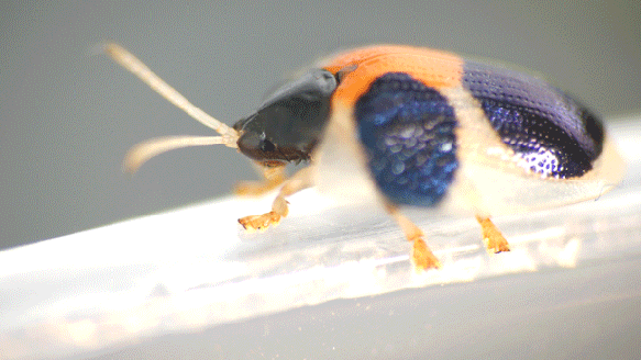 Chrysomelid beetle feet in action.  Video: Lou Jost 