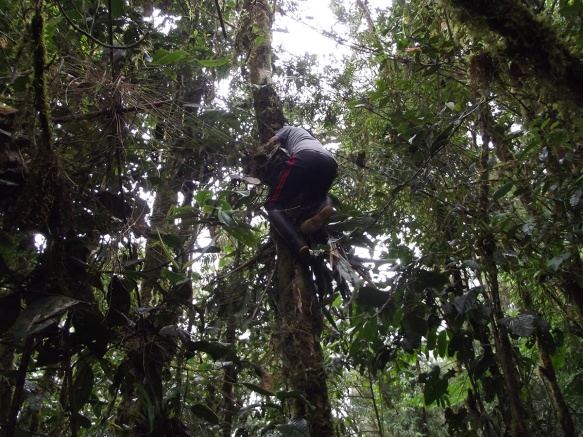 Luis Recalde climbing a tree to get a sample.
