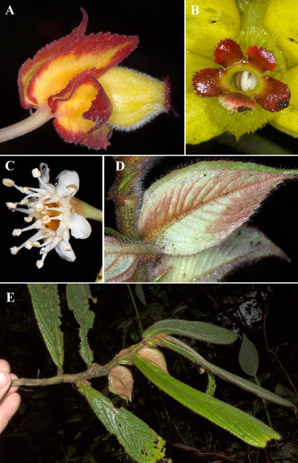 Rare plants from the trip. A, B: Drymonia ignea. C: Unidentified Prunus species. D, E: Columnea bivalvis. Photos: John Clark.
