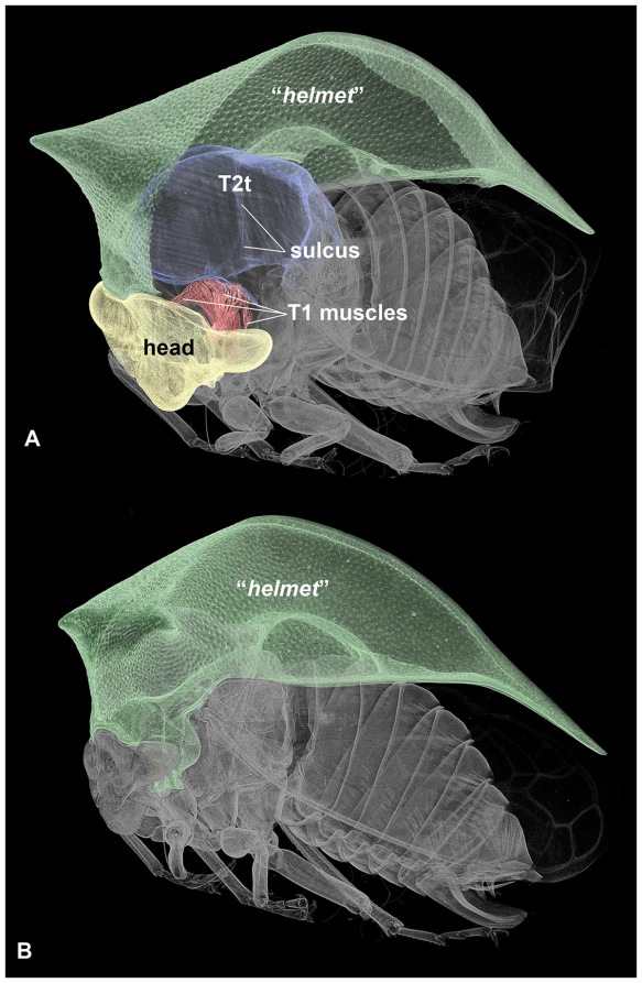 Click to enlarge. A computer-generated image of the helmet of a different genus of treehopper, showing how the helmet connects to the body. Image from "On Dorsal Prothoracic Appendages in Treehoppers (Hemiptera: Membracidae) and the Nature of Morphological Evidence", Miko et al., Jan 17 2012, PLoS One, http://dx.doi.org/10.1371/journal.pone.0030137 Caption from original article: Micro-computed tomography of Stictocephala bisonia (Membracidae), showing the relationship between the “helmet” and other anatomical structures (volume renderings of μ-CT data).            A: Habitus, anterolateral view, left half of “helmet” removed. Head, T1 muscles, T2 tergum and “helmet” are annotated by overlays. B: Habitus, lateral view, “helmet” is annotated by overlay. Abbreviation: T2t = T2 tergum.
