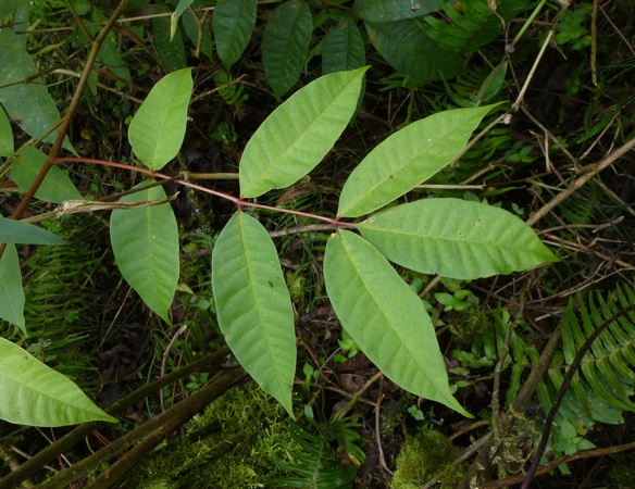 Here's the culprit, Alubillo (Toxicodendron sp.).  This one is growing in my yard. They are pursuing me. Readers from North America will recognize the similarity to Poison Sumac, which is in the same genus. Photo: Lou Jost/EcoMinga.