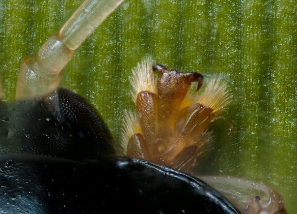 A closer look at this chrysomelid beetle's elaborate feet. 