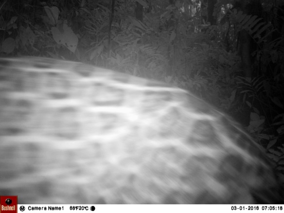 Apparently a Jaguar (Panthera onca) passing close to Sebastian's camera trap in Manduriacu.