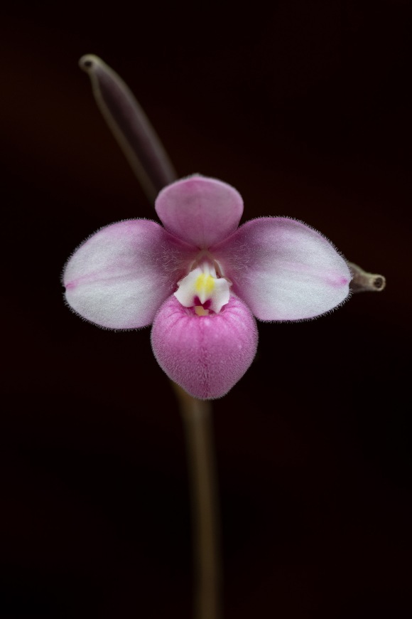Phragmipedium Fischeri-most endangered plant in Ecuador-9160